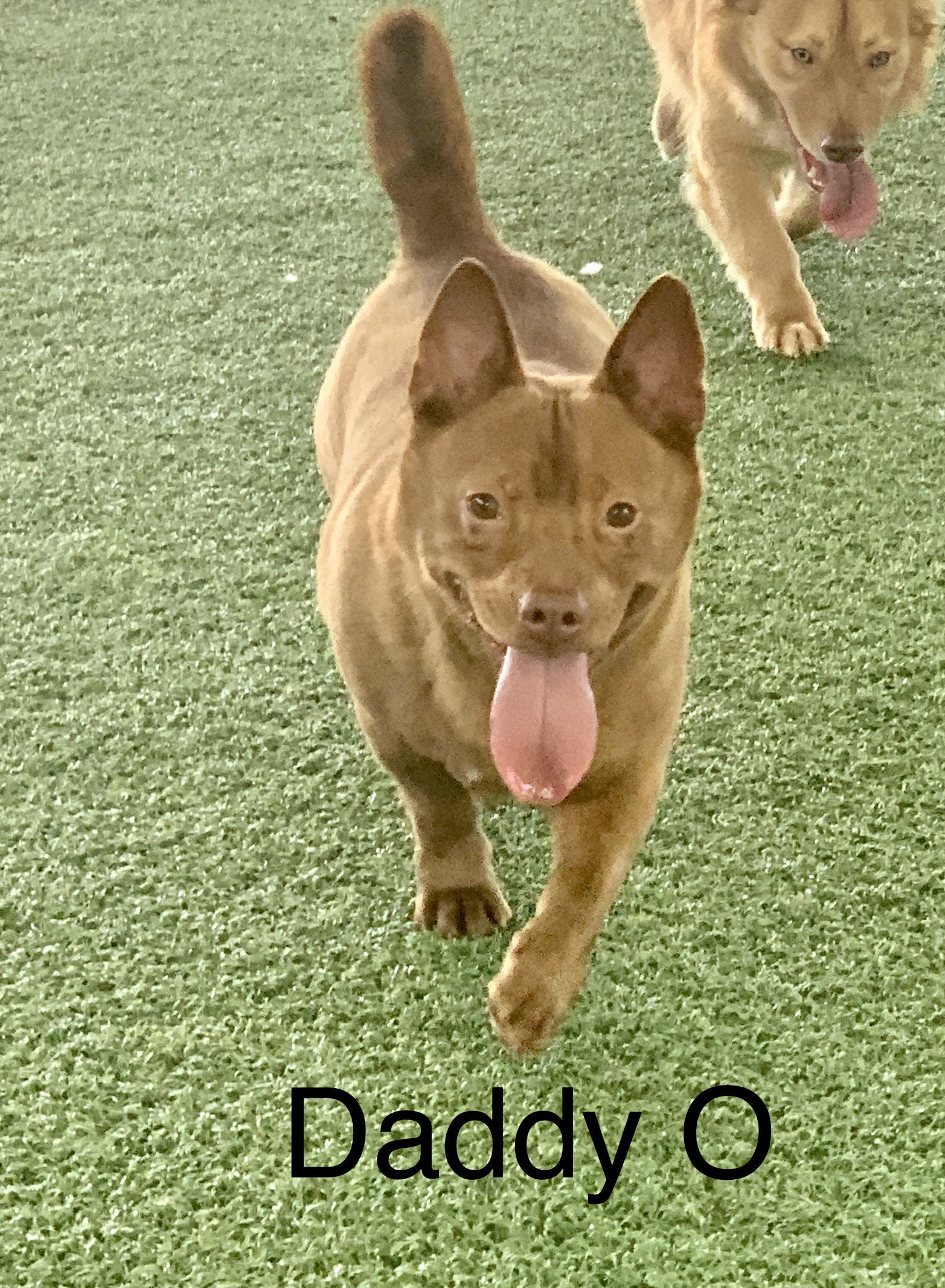 Daddy O, an adoptable Shepherd, Chihuahua in Pipe Creek, TX, 78063 | Photo Image 1