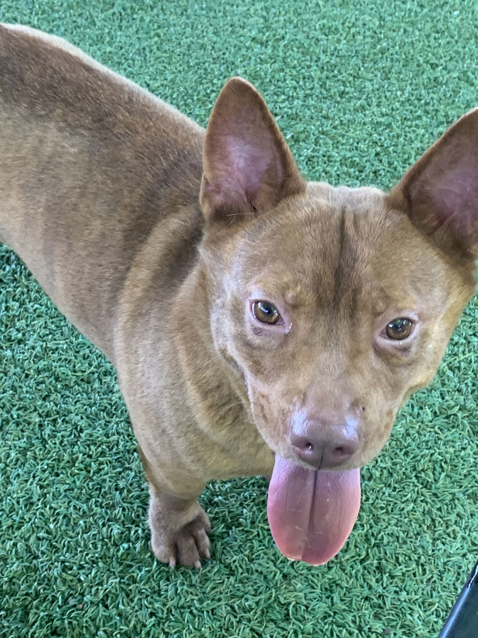 Daddy O, an adoptable Shepherd, Chihuahua in Pipe Creek, TX, 78063 | Photo Image 2