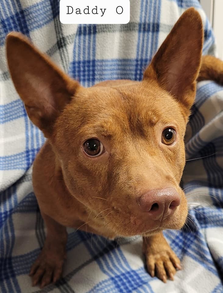 Daddy O, an adoptable Shepherd, Chihuahua in Pipe Creek, TX, 78063 | Photo Image 3