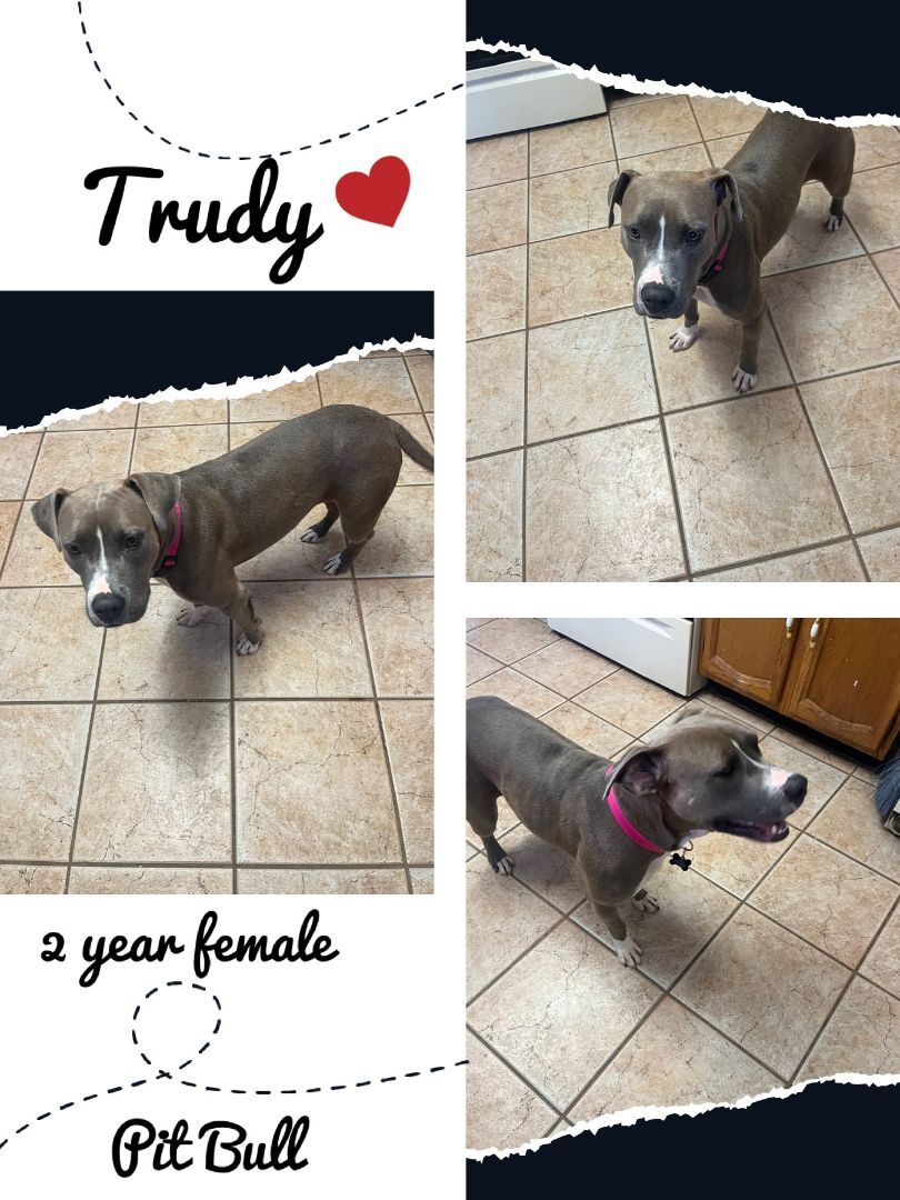 TRUDY - 2 YEAR PIT BULL FEMALE