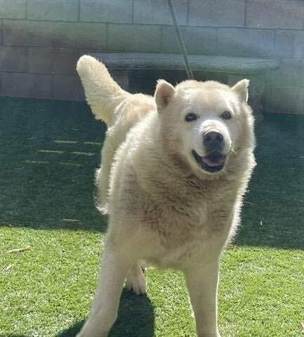 polar bear dog mix