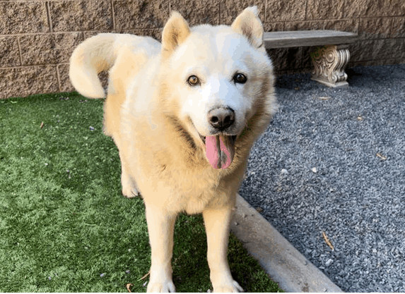 Polar bear hot sale husky mix