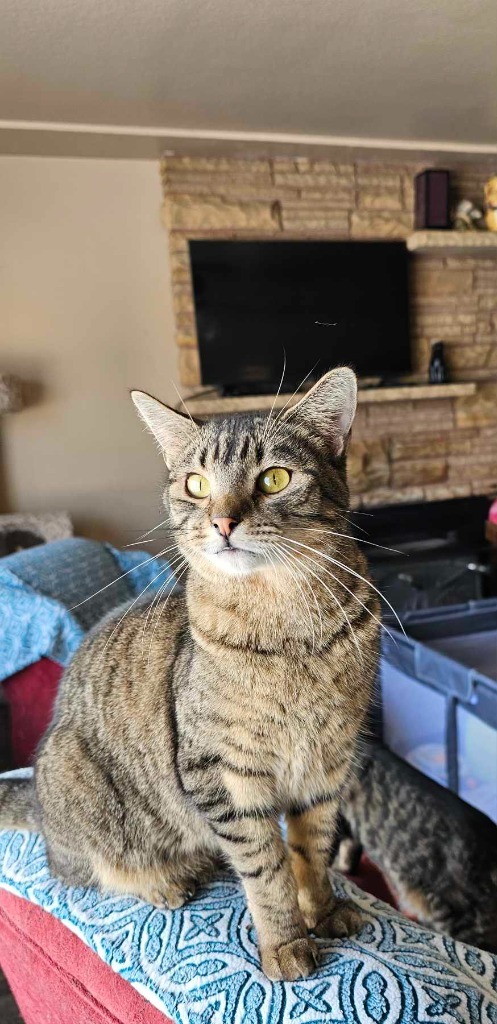 Bobby, an adoptable Domestic Short Hair in Salt Lake City, UT, 84117 | Photo Image 1