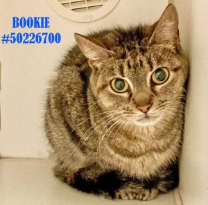 Bookie