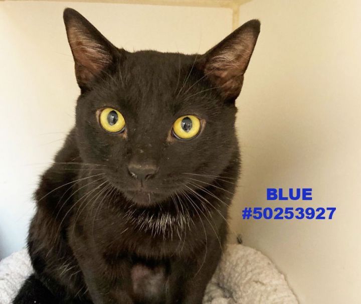 Blue, an adopted Domestic Short Hair in Wilkes Barre, PA_image-1