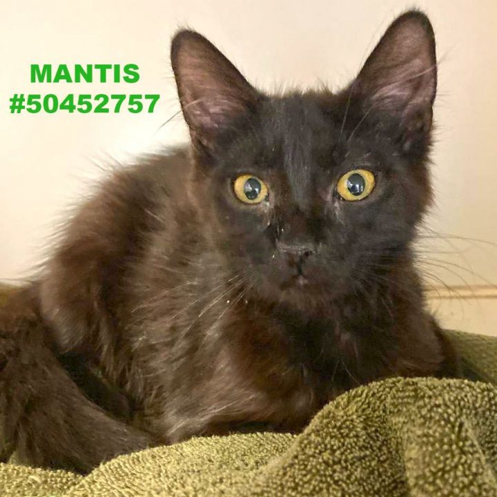Mantis, an adopted Domestic Medium Hair in Wilkes Barre, PA_image-1