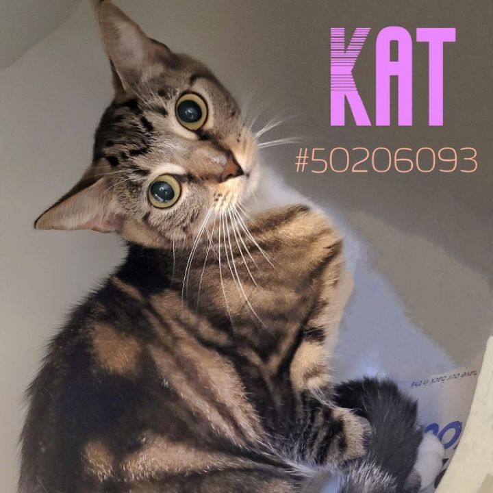 Kat, an adoptable Domestic Short Hair & Tabby Mix in Wilkes Barre, PA_image-1