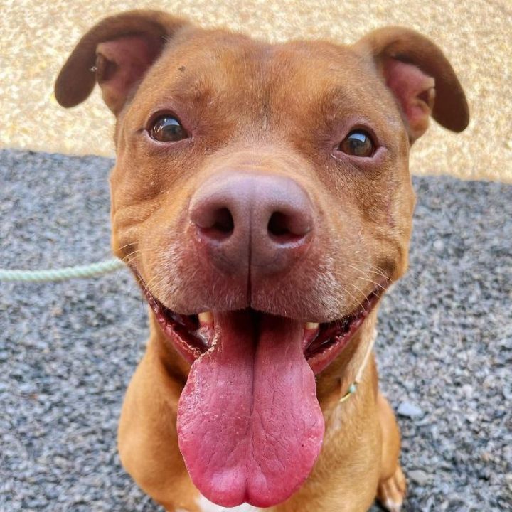 Dodger, an adoptable Pit Bull Terrier Mix in Wilkes Barre, PA_image-1
