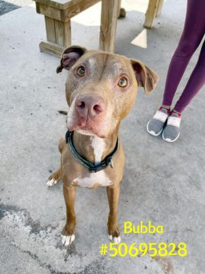 Bubba