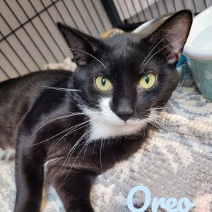 Oreo