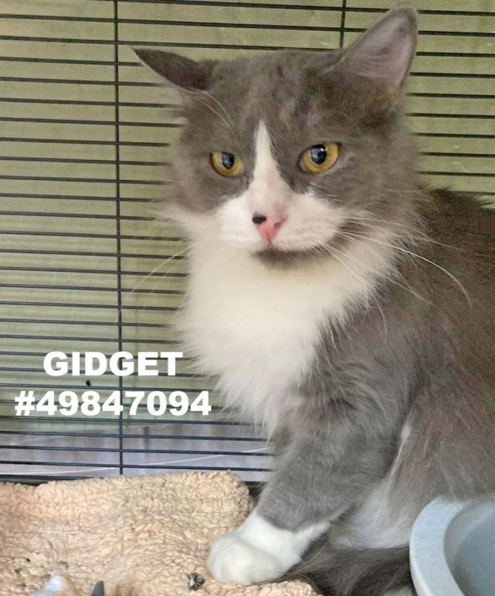 Gidget, an adoptable Domestic Medium Hair in Wilkes Barre, PA_image-1