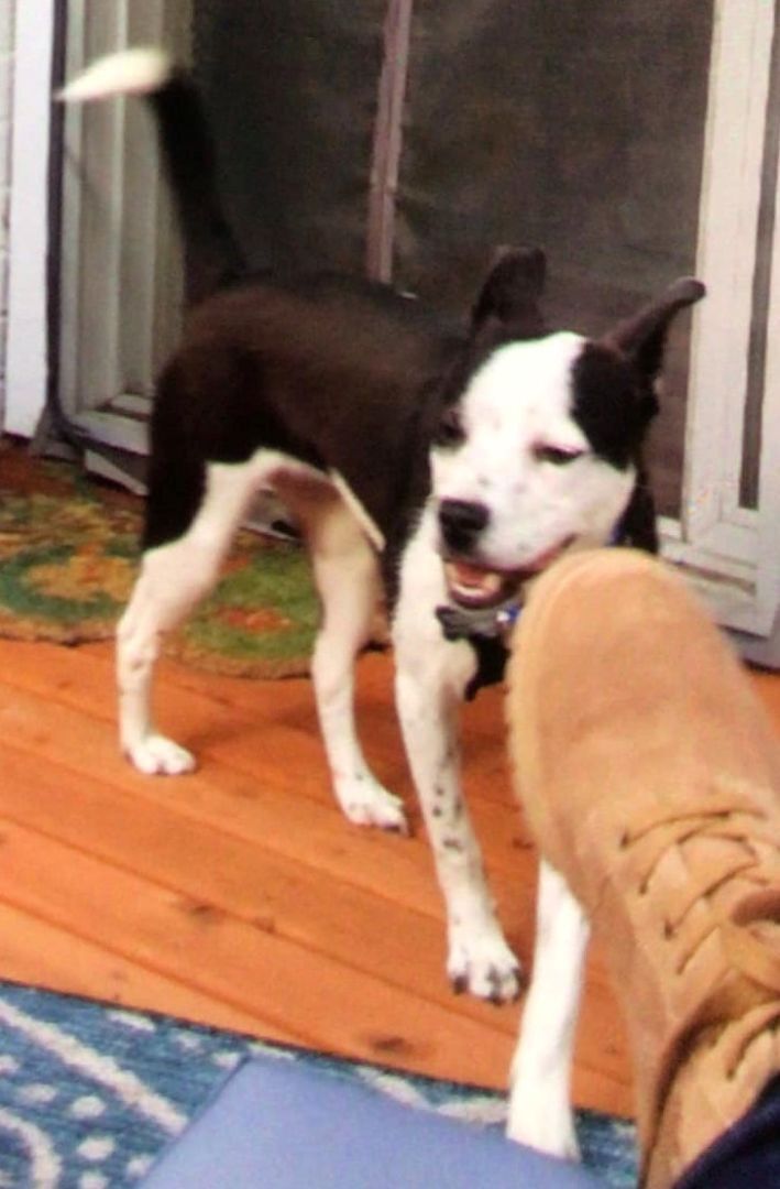 Dally, an adoptable Australian Kelpie, Cattle Dog in Covington, WA, 98042 | Photo Image 4