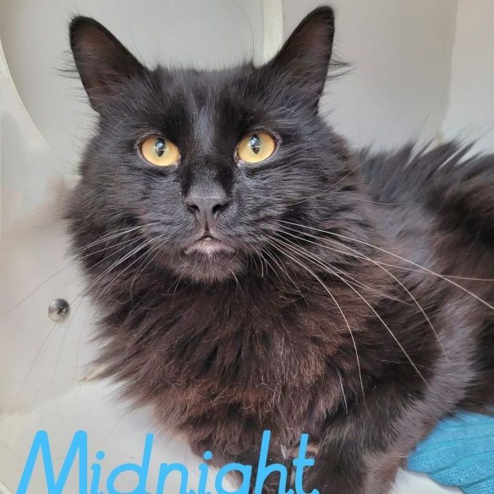 Midnight, an adoptable Domestic Long Hair in Wilkes Barre, PA_image-1