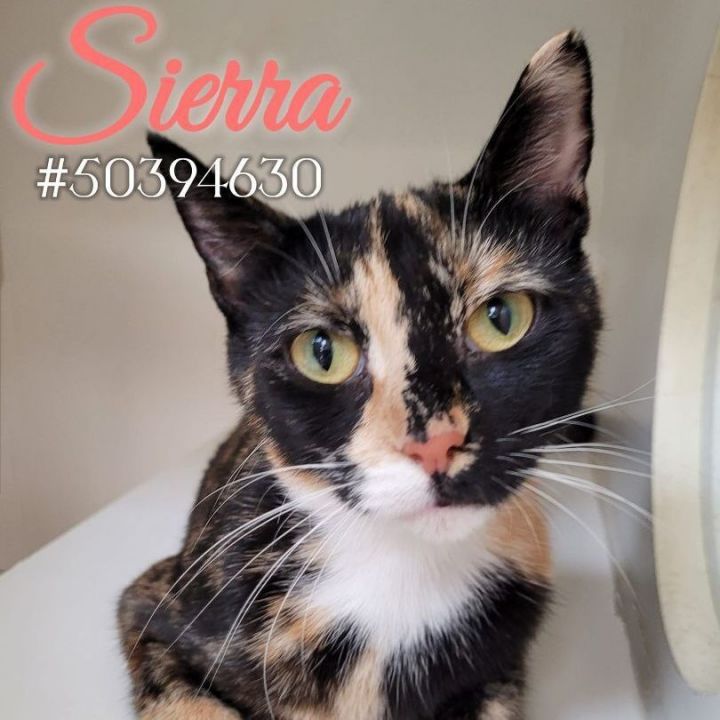 Sierra , an adoptable Calico in Wilkes Barre, PA_image-1