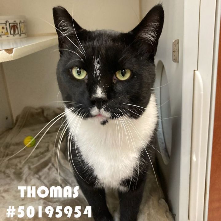 Thomas , an adopted Tuxedo in Wilkes Barre, PA_image-1