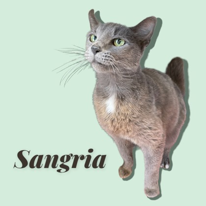 Sangria, an adoptable Domestic Short Hair in Cumberland, MD_image-2