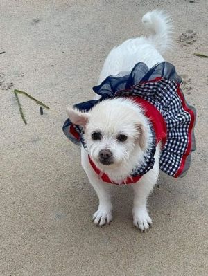 Mabel (TX) Terrier Dog
