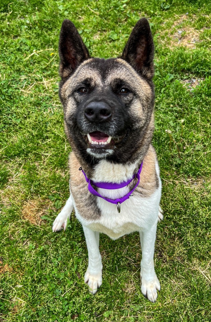 Dog for adoption - Harley, an Akita Mix in Montrose, PA | Petfinder