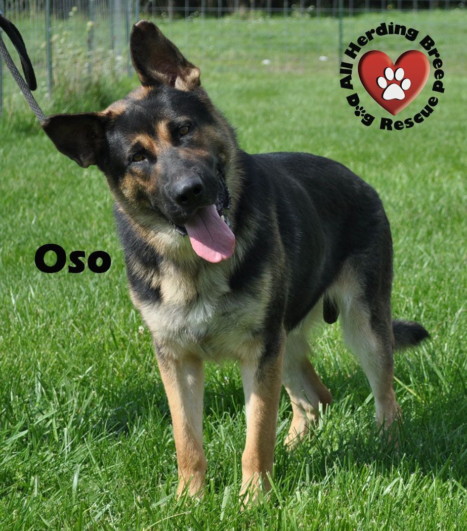 Oso