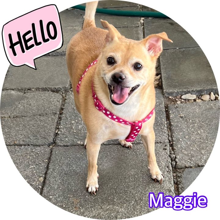 Maggie, an adoptable Terrier & Chihuahua Mix in Hollywood, FL_image-1