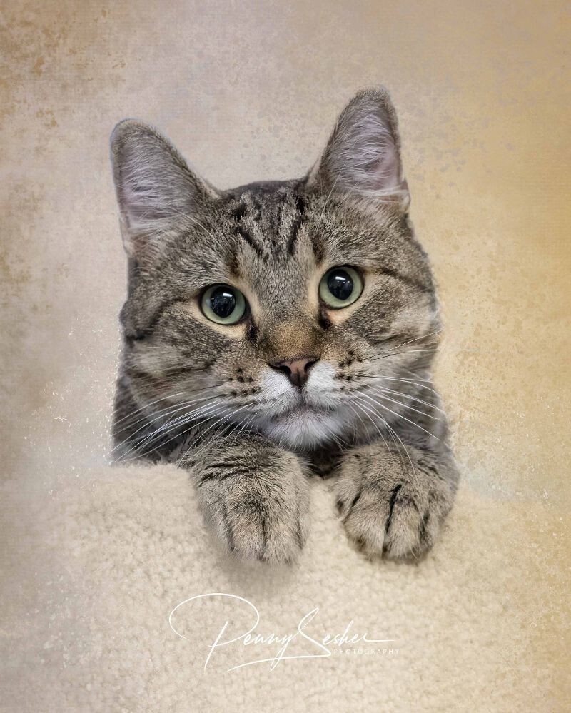 Geoffrey, an adoptable Tabby in Belton, MO, 64012 | Photo Image 1