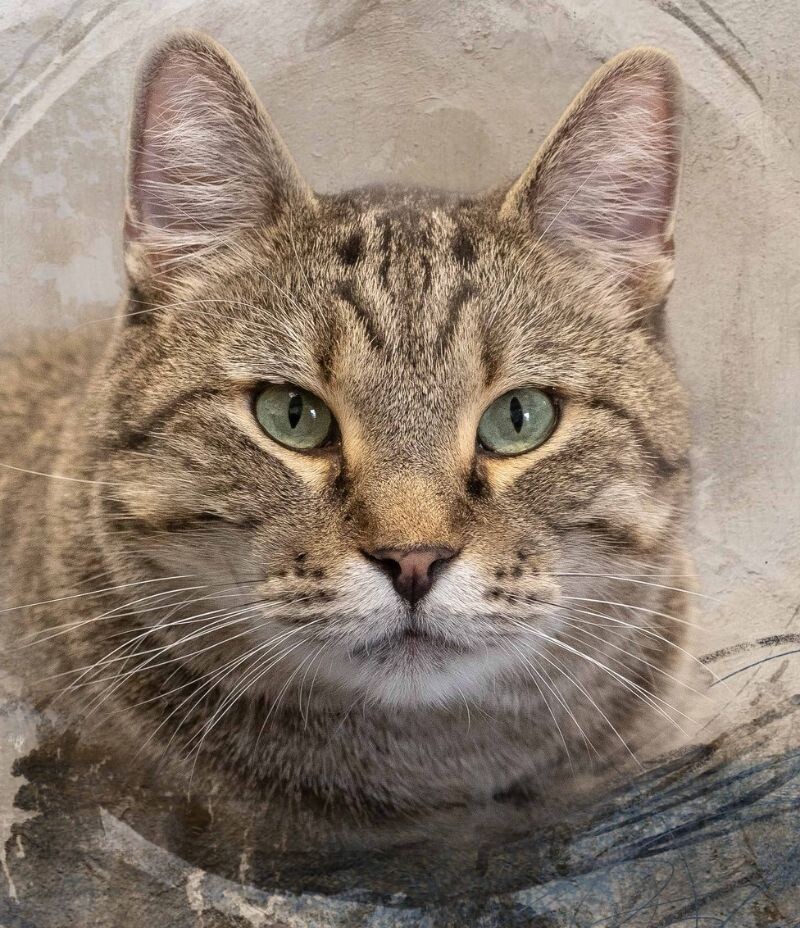 Geoffrey, an adoptable Tabby in Belton, MO, 64012 | Photo Image 2