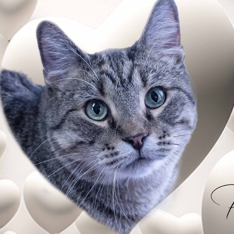 Geoffrey, an adoptable Tabby in Belton, MO, 64012 | Photo Image 3