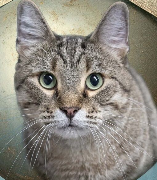 Geoffrey, an adoptable Tabby in Belton, MO, 64012 | Photo Image 5