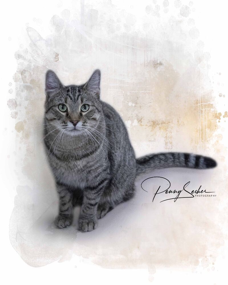 Geoffrey, an adoptable Tabby in Belton, MO, 64012 | Photo Image 6