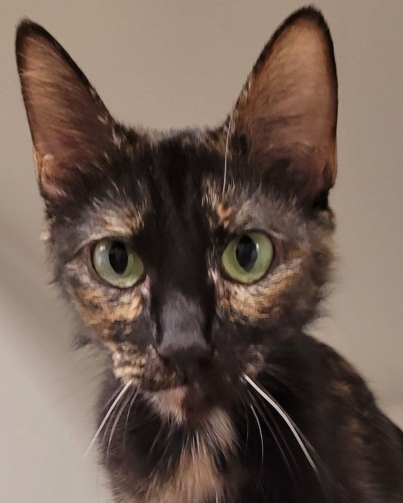 Katie, an adoptable Domestic Short Hair in Robinson, IL, 62454 | Photo Image 1
