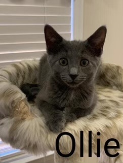 Ollie 2