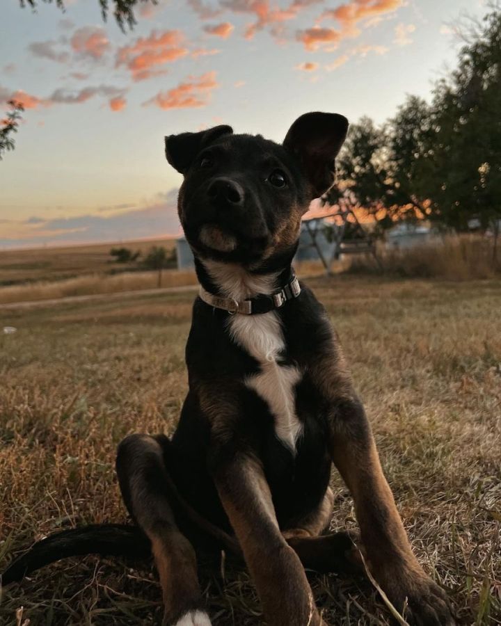 Remi, an adopted Mixed Breed in Pierre, SD_image-1