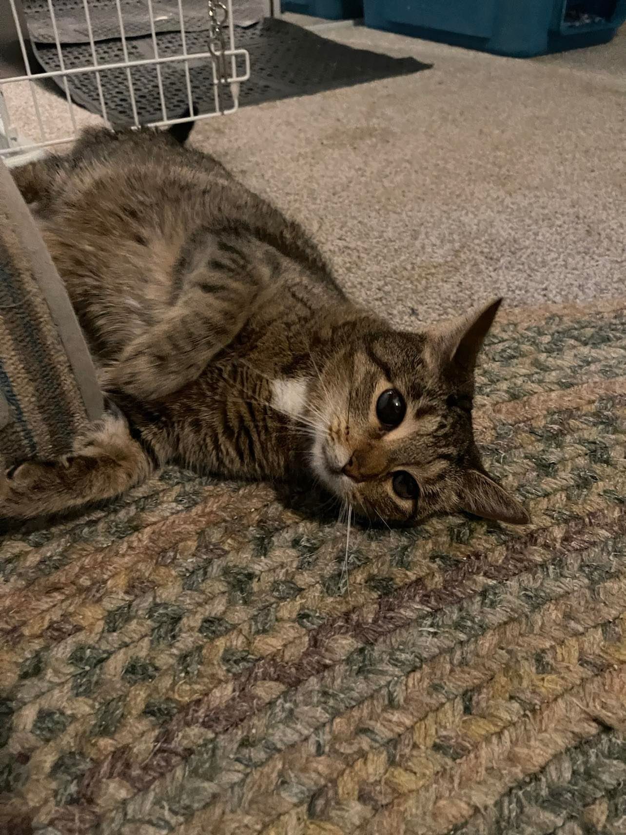 Clover - lap cat
