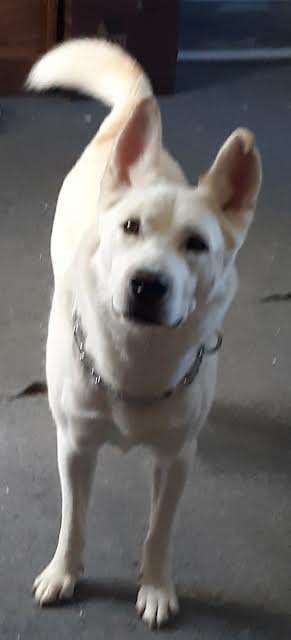 Ghost, an adoptable Husky in Winchester, IN, 47394 | Photo Image 1