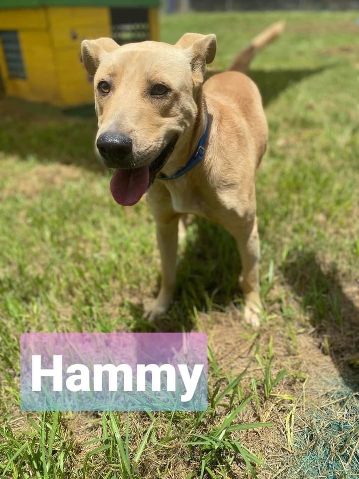 HAMMY