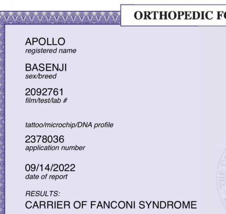 Apollo - ADOPTED!, an adoptable Basenji in Houston, TX_image-2