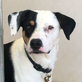 Oscar, an adoptable Dalmatian & English Coonhound Mix in Ridgway, CO_image-2
