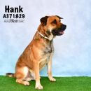 HANK's profile on Petfinder.com