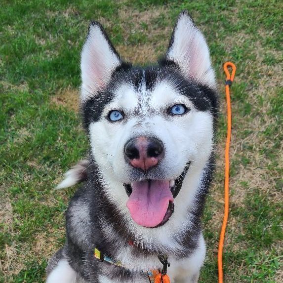 Lumii - current applications under review/not accepting additional, an adopted Husky in Minneapolis, MN_image-1