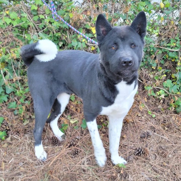 Dog for adoption - Chakra , an Akita in Chesapeake, VA | Petfinder