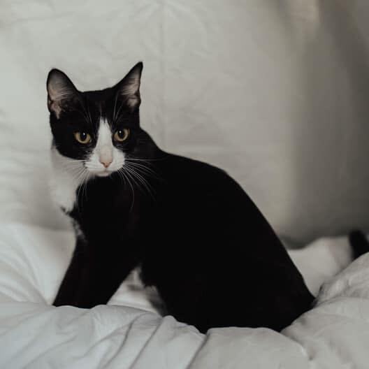 Blossom, an adoptable Tuxedo & Domestic Short Hair Mix in Kentwood, MI_image-2