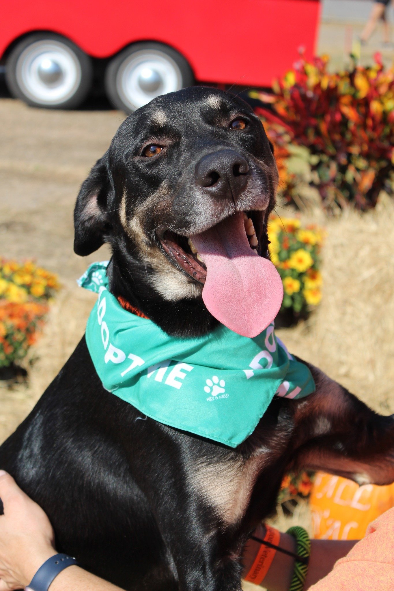 Brutus - Tall, dark and handsome!