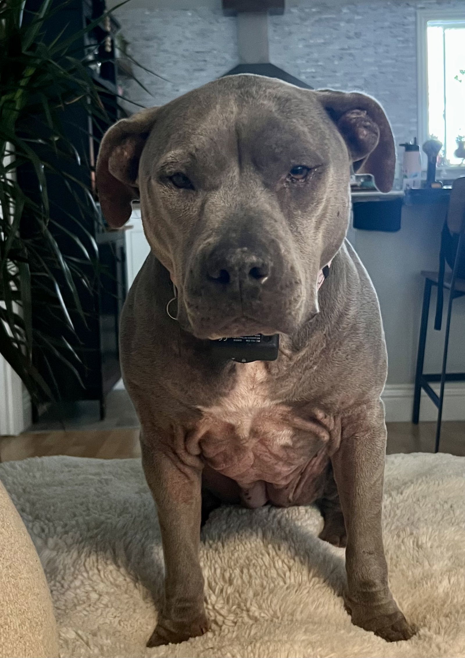 Dixie