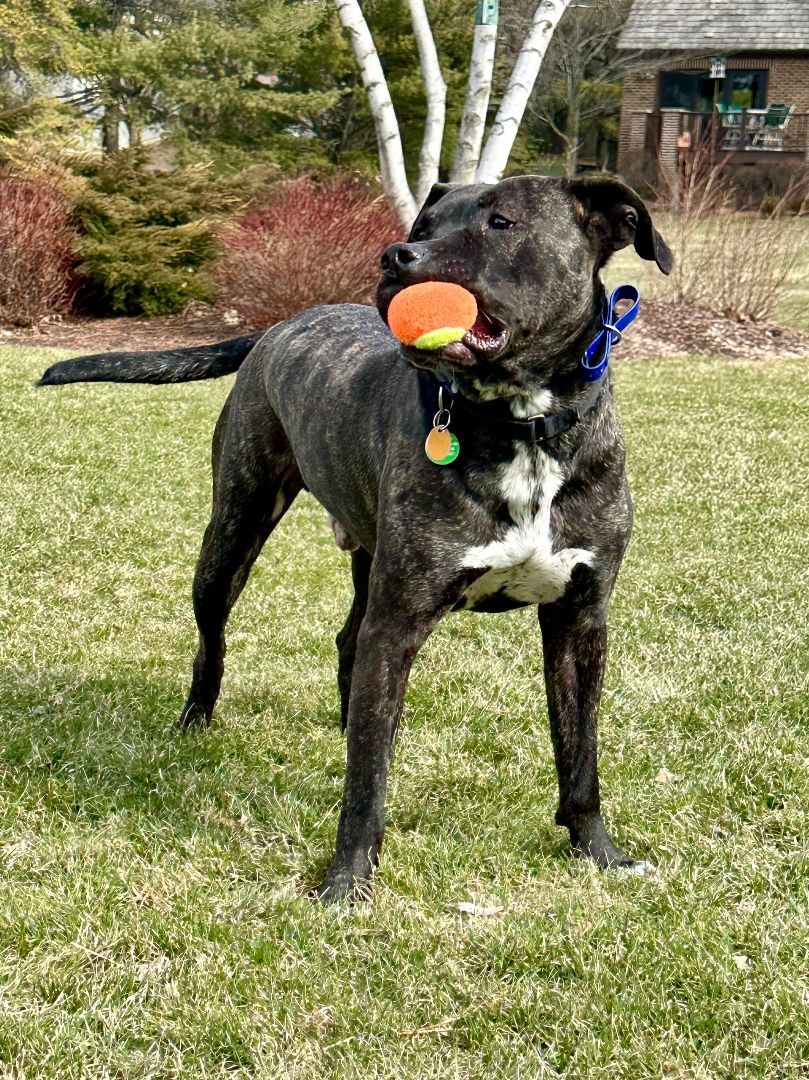 Vaughn, an adoptable Mixed Breed in MUNDELEIN, IL, 60060 | Photo Image 2