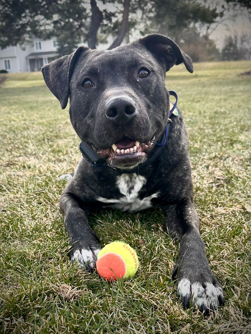 Vaughn, an adoptable Mixed Breed in MUNDELEIN, IL, 60060 | Photo Image 3