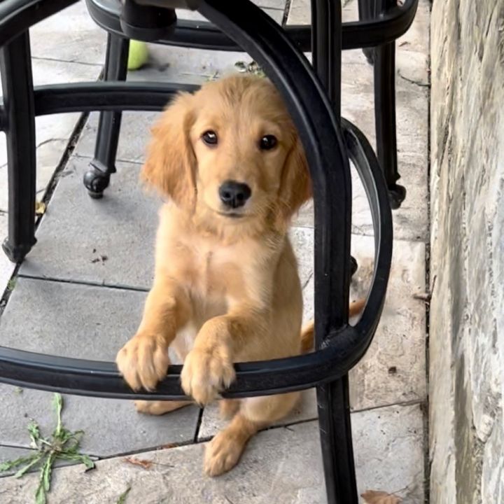 Gilbert , an adopted Golden Retriever in Rochester, NY_image-6