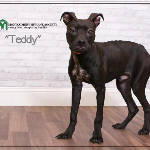 Teddy, an adoptable Terrier in Montgomery, AL_image-1