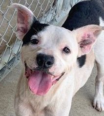 Tonka, an adoptable American Bulldog in Portsmouth, OH, 45662 | Photo Image 2