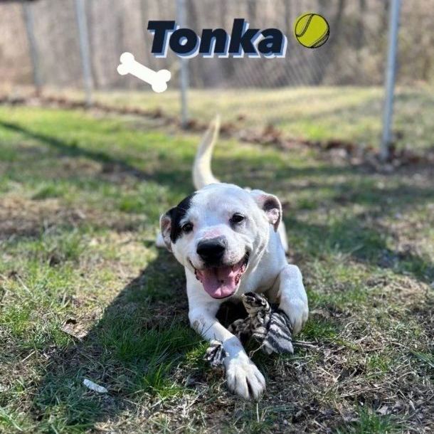 Tonka, an adoptable American Bulldog in Portsmouth, OH, 45662 | Photo Image 1