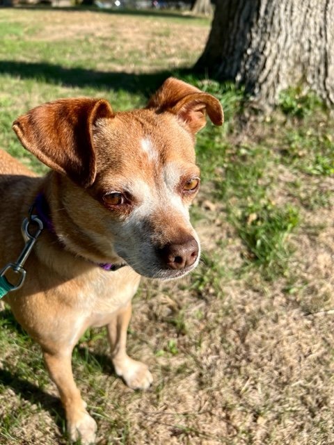 Chuck, an adoptable Chihuahua Mix in Bridgewater, NJ_image-1